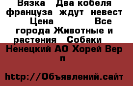  Вязка ! Два кобеля француза ,ждут  невест.. › Цена ­ 11 000 - Все города Животные и растения » Собаки   . Ненецкий АО,Хорей-Вер п.